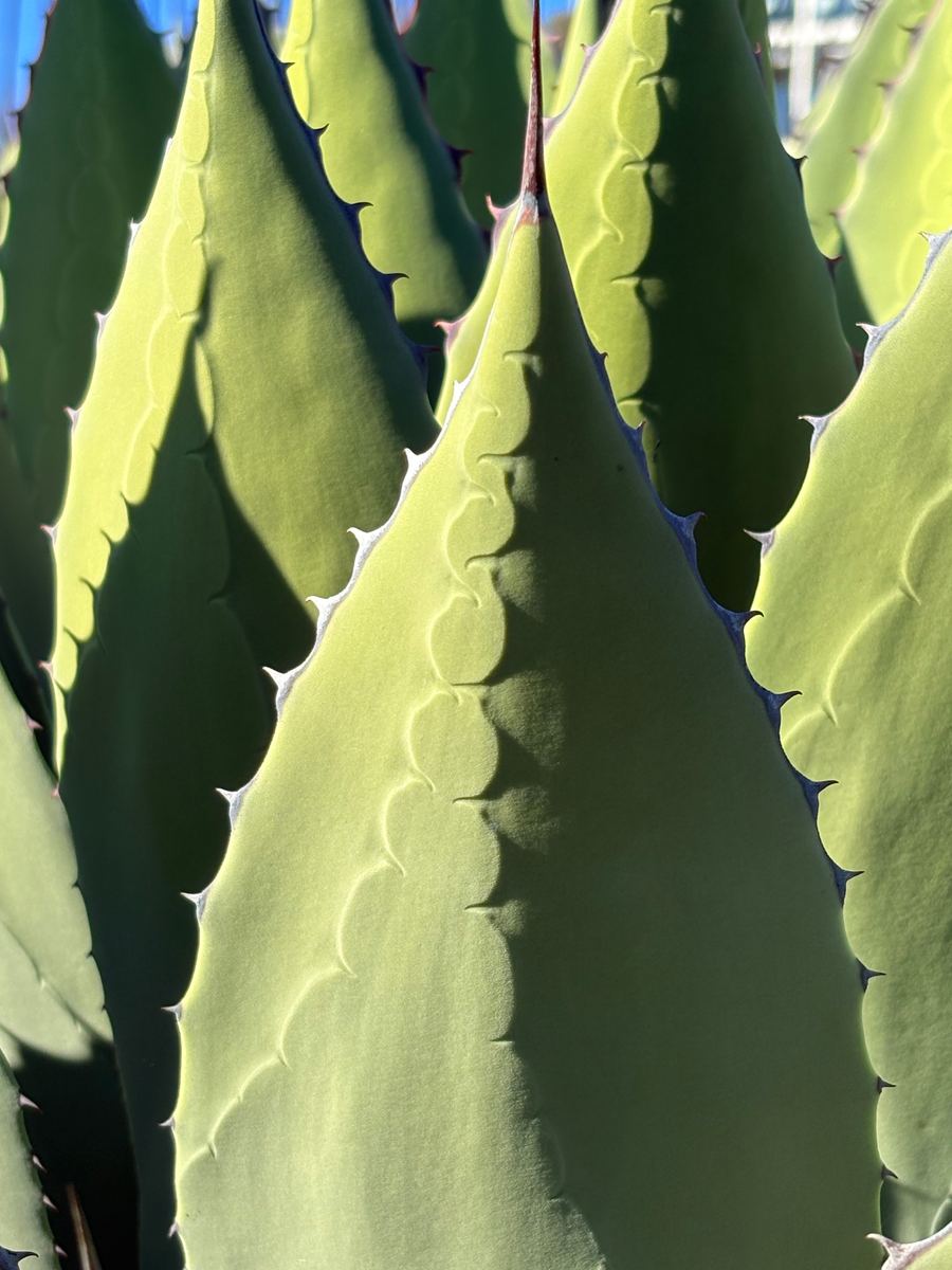 Backlit agave leaves stacked in serrated pyramids