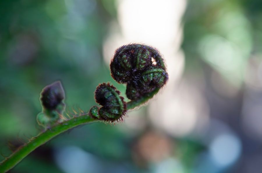 A fern fiddlehead uncurling against soft woodland light