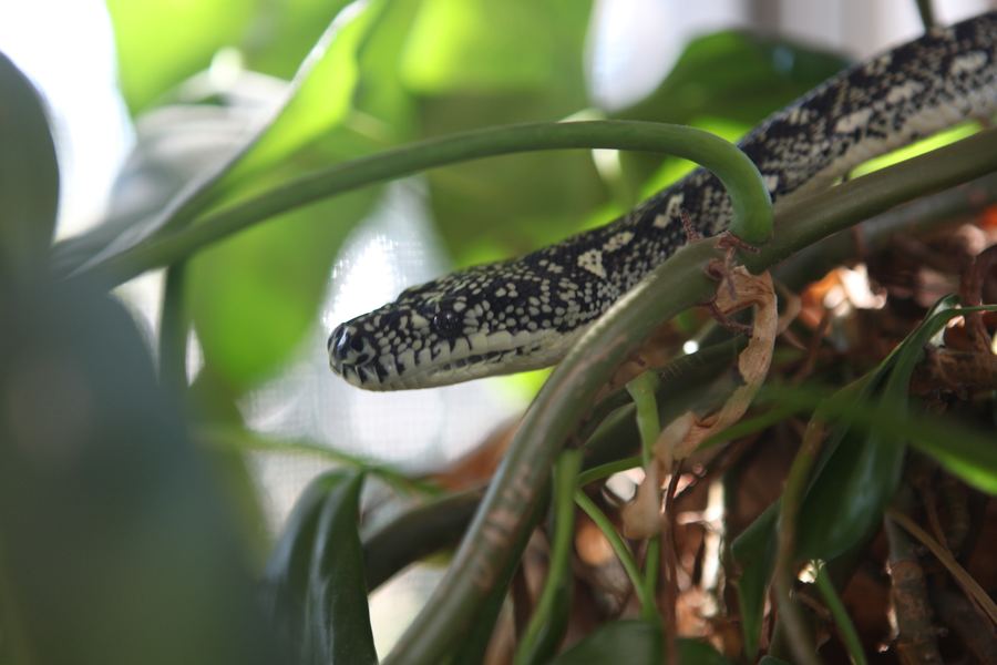 Diamond python threading through philodendron leaves