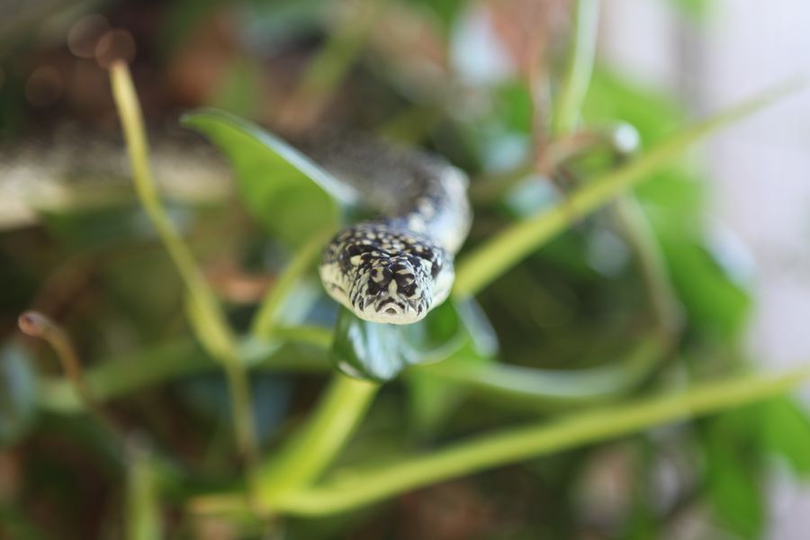Diamond python looking straight into the lens through green bokeh