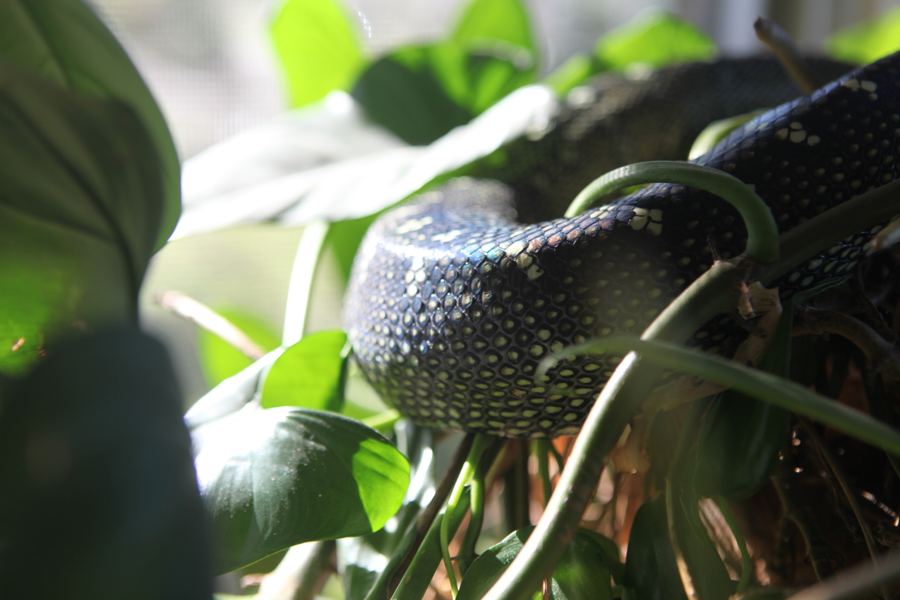 Iridescent python scales glinting in sunlight