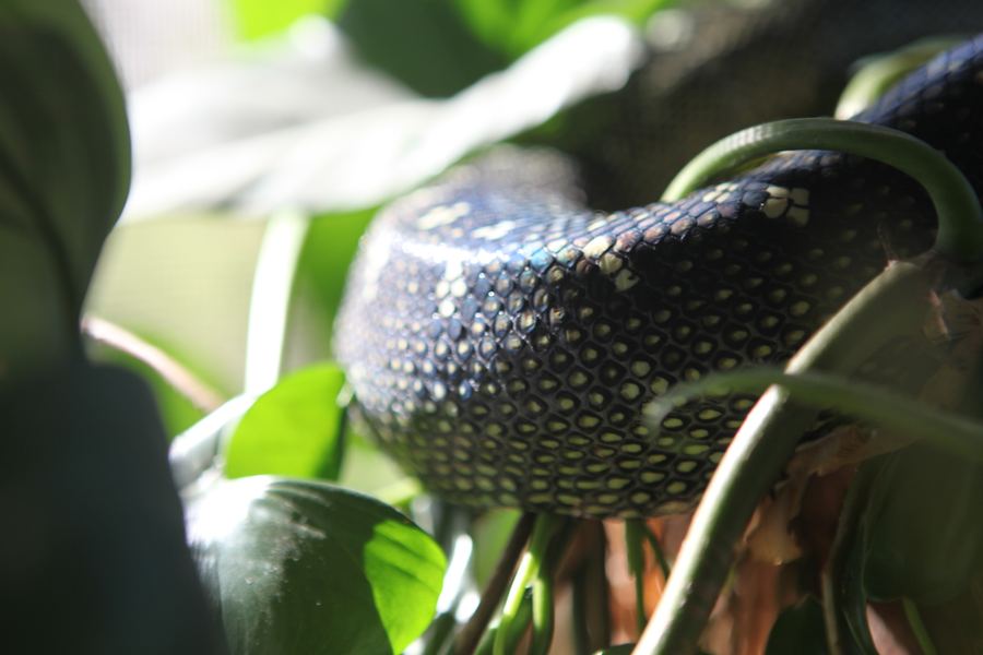 Close-up of a diamond python's patterned coil among green leaves in sunlight