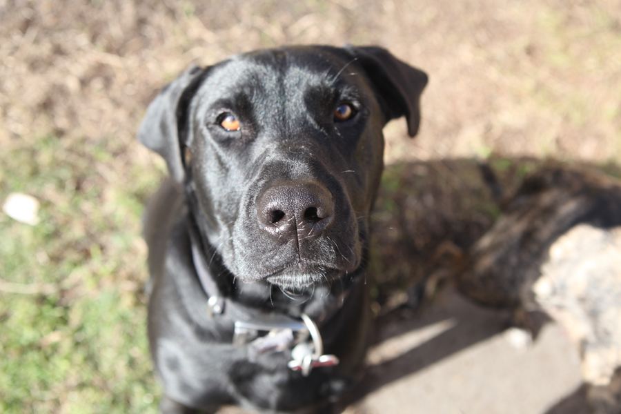 Black labrador looking up with amber eyes