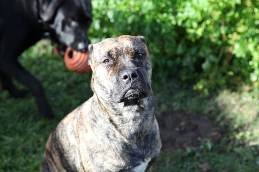 Stoic brindle dog portrait, black dog with a toy behind