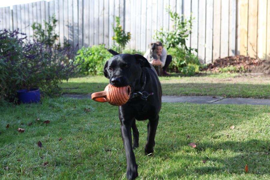 Black labrador carrying a terracotta toy past a salvia border