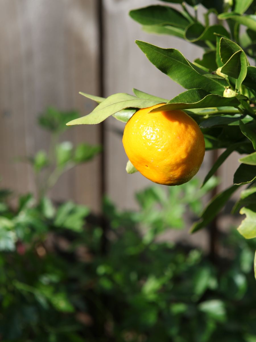 Sunlit mandarin on the tree against a shaded fence