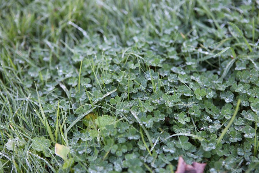 Morning dew silvers a dense patch of clover and grass blades