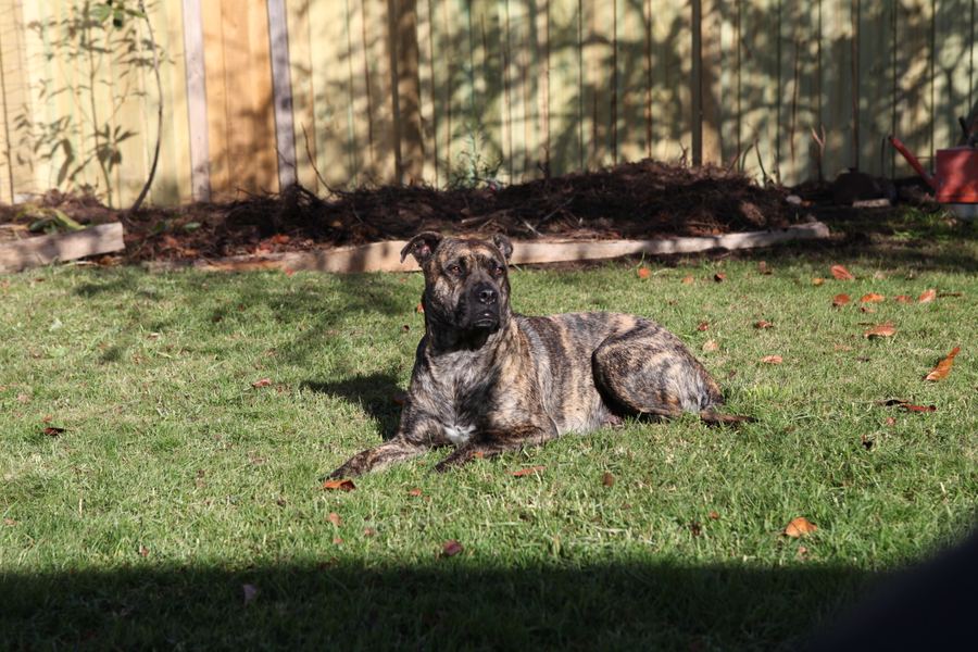 Brindle dog lying on the lawn among fallen autumn leaves