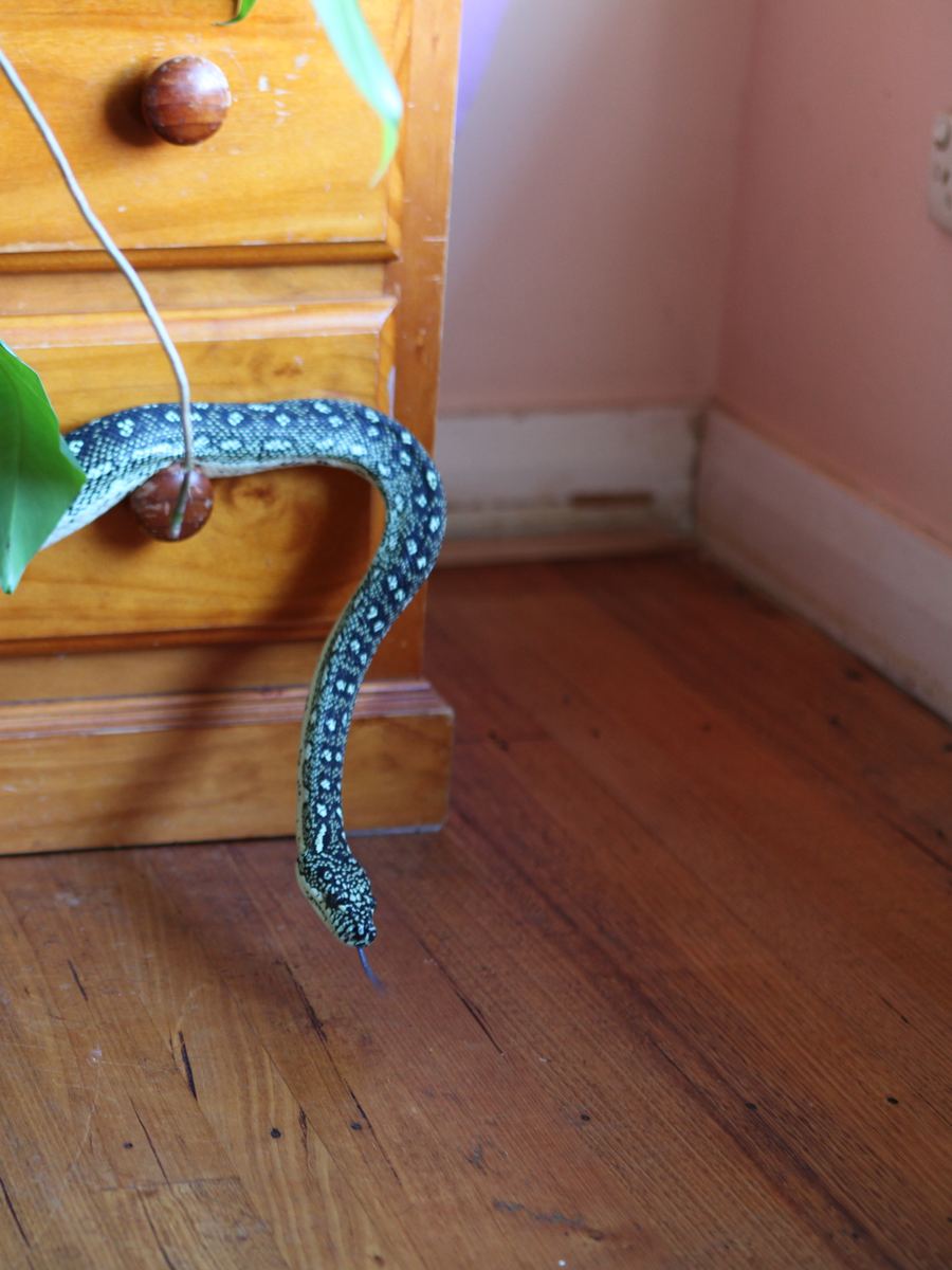 Diamond python descending a wooden dresser, tongue out