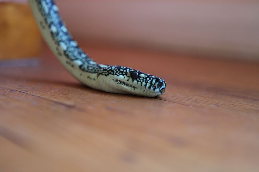 Python resting its chin on redgum floorboards