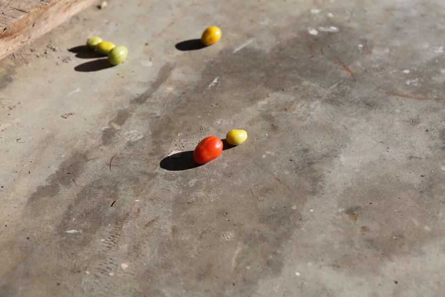 Green and red tomatoes scattered on stained concrete in hard light
