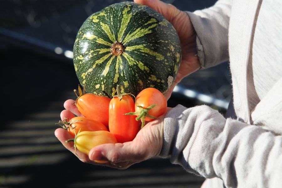 Cupped hands holding a striped squash and roma tomatoes
