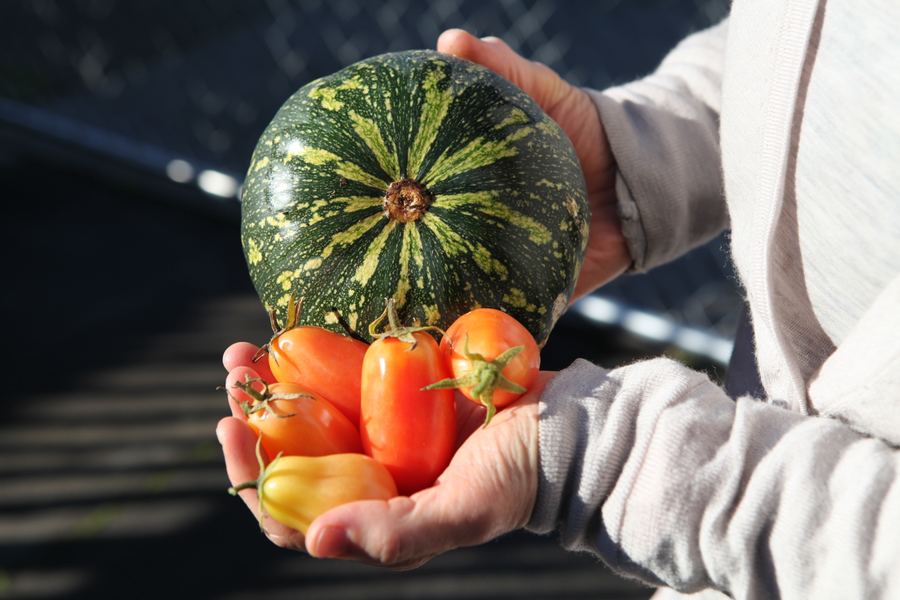 Cupped hands hold a striped green squash and sun-warmed tomatoes