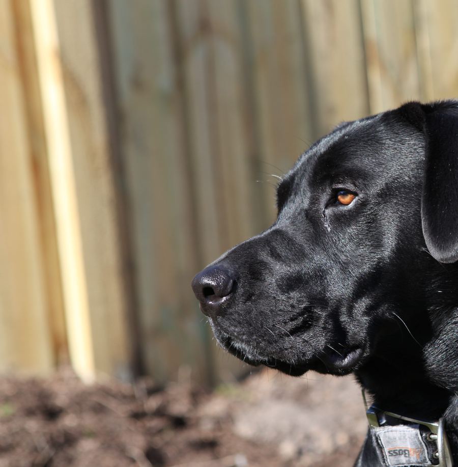 A black Labrador in sharp profile, sunlight tracing the sheen of its coat