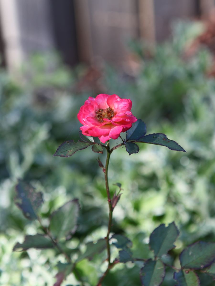A single coral rose stands on a tall stem above a blur of garden green