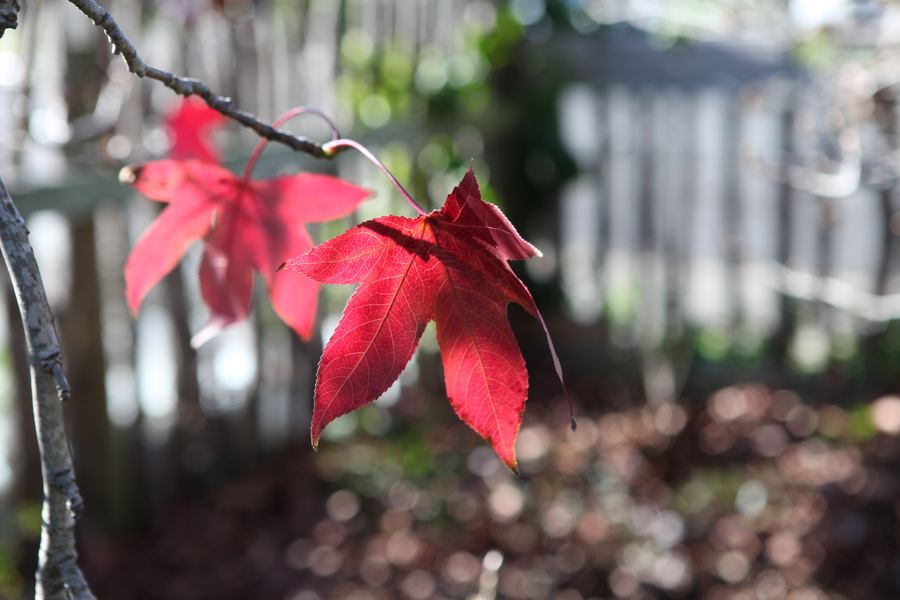 Two backlit scarlet liquidambar leaves hang from a bare winter branch
