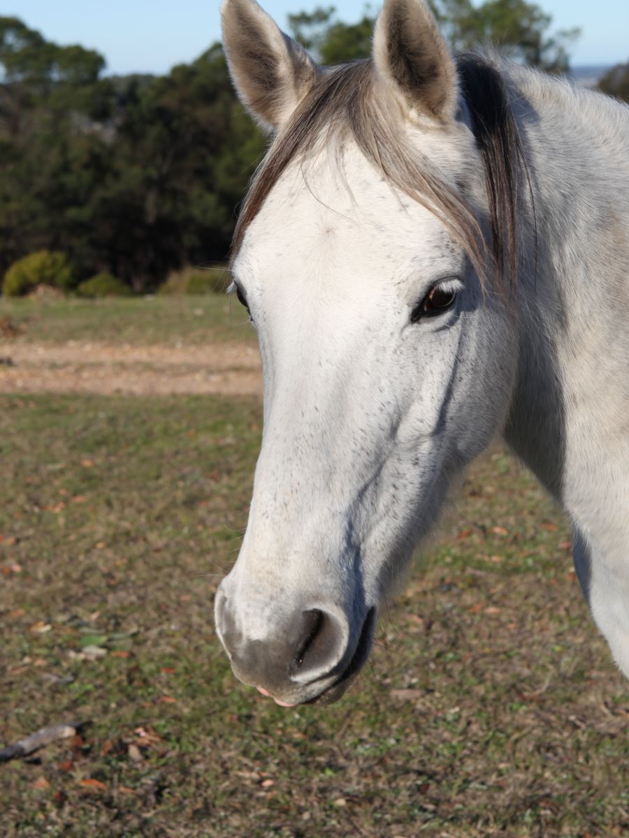 A pale grey horse leans close, ears forward, in late paddock light