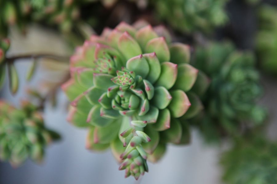 A pink-tipped succulent rosette spirals into focus against soft grey-green blur