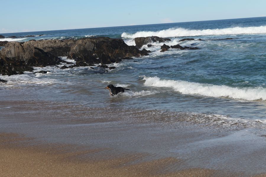 A black dog carries a strand of kelp through shallow breaking surf