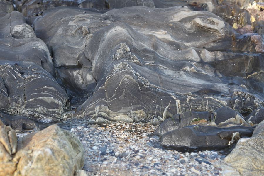 Folded coastal rock, veined with quartz, above a pocket of broken shells