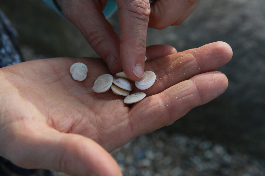 Fingers sort a handful of tiny white spiral shells gathered from the beach